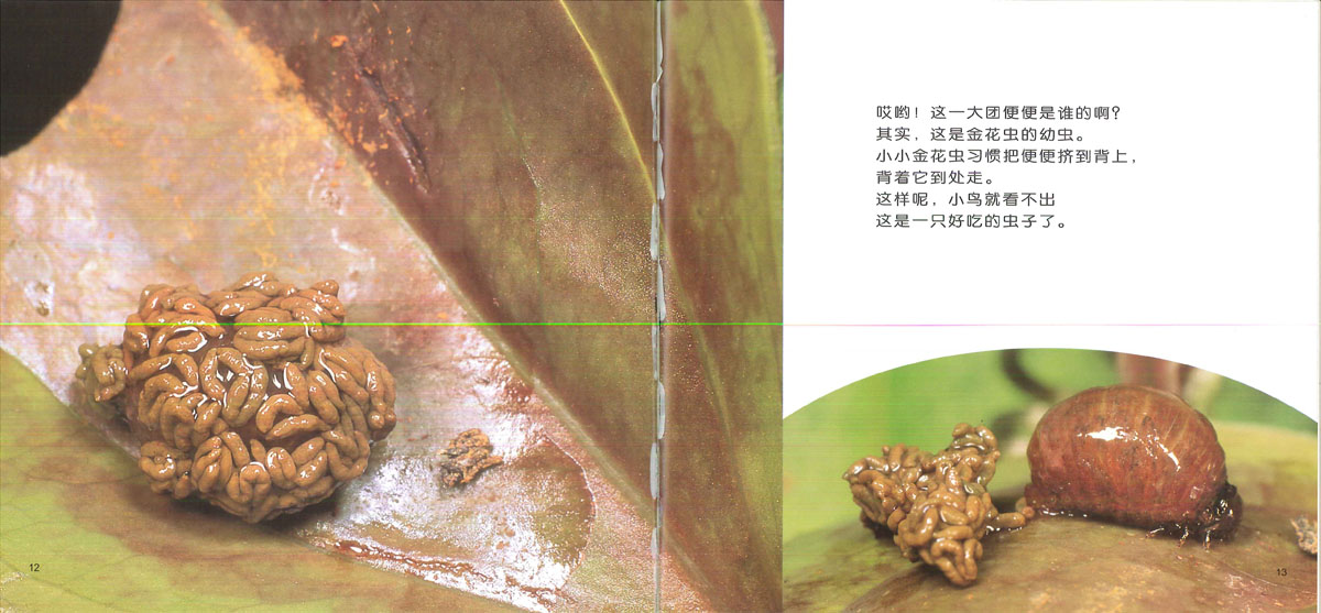 昆虫躲猫猫 (07),绘本,绘本故事,绘本阅读,故事书,童书,图画书,课外阅读